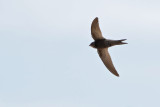 Plain Swift (Apus unicolor)