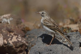 Berthelot's pipit (Anthus berthelotii)