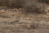 Canarian Houbara Bustard (Chlamydotis undulata fuertaventurae)