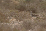 Canarian Houbara Bustard (Chlamydotis undulata fuertaventurae)