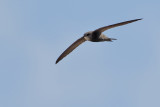 Pallid Swift (Apus pallidus)