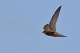 Pallid Swift (Apus pallidus)