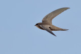 Pallid Swift (Apus pallidus)