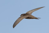 Pallid Swift (Apus pallidus)