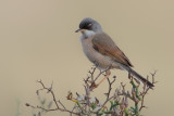 Spectacled Warbler (Sylvia conspicillata)