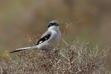 Great Grey Shrike (Lanius excubitor ssp.koenigi)