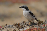Great Grey Shrike (Lanius excubitor ssp.koenigi)