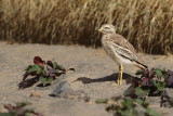 Eurasian Stone-Curlew (Burhinus oedicnemus ssp. insularum)