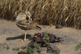 Eurasian Stone-Curlew (Burhinus oedicnemus ssp. insularum)