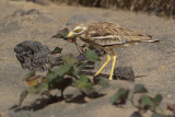 Eurasian Stone-Curlew (Burhinus oedicnemus ssp. insularum)
