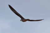 Eleonoras Falcon (Falco eleonorae)