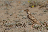 Lesser Short-toed Lark (Calandrella rufescens ssp. polatzeki)