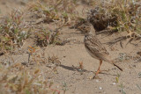 Lesser Short-toed Lark (Calandrella rufescens ssp. polatzeki)