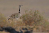 Canarian Houbara Bustard (Chlamydotis undulata fuertaventurae)