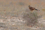 Canarian Kestrel ( Falco tinnunculus dacotiae)