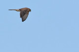 Canarian Kestrel ( Falco tinnunculus dacotiae)