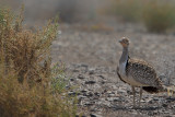 Canarian Houbara Bustard (Chlamydotis undulata fuertaventurae)