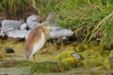 Squacco Heron (Ardeola ralloides)