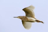 Squacco Heron (Ardeola ralloides)