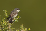 Eastern Orphean Warbler (Sylvia crassirostris)