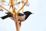 Rose-coloured Starling (Sturnus roseus)