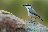 Rock Nuthatch (Sitta neumayer)