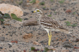 Eurasian Stone-Curlew (Burhinus oedicnemus ssp. insularum)