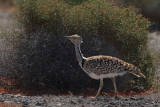 Canarian Houbara Bustard (Chlamydotis undulata fuertaventurae)