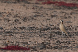 Cream-coloured Courser (Cursorius cursor ssp. bannermani)