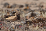 Cream-coloured Courser (Cursorius cursor ssp. bannermani)