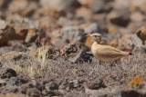 Cream-coloured Courser (Cursorius cursor ssp. bannermani)