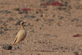 Cream-coloured Courser (Cursorius cursor ssp. bannermani)