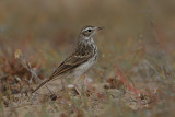 Berthelot's pipit (Anthus berthelotii)