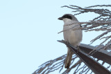 Great Grey Shrike (Lanius excubitor ssp.koenigi)