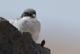 Great Grey Shrike (Lanius excubitor ssp.koenigi)
