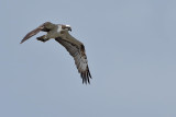 Osprey (Pandion haliaetus)