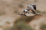 Canarian Houbara Bustard (Chlamydotis undulata fuertaventurae)