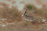 Canarian Houbara Bustard (Chlamydotis undulata fuertaventurae)