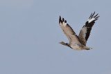 Canarian Houbara Bustard (Chlamydotis undulata fuertaventurae)