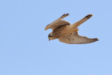 Canarian Kestrel ( Falco tinnunculus dacotiae)