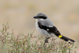 Great Grey Shrike (Lanius excubitor ssp.koenigi)