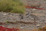Canarian Houbara Bustard (Chlamydotis undulata fuertaventurae)