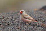Trumpeter Finch (Bucanetes githagineus)