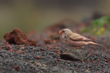 Trumpeter Finch (Bucanetes githagineus)