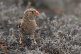 Trumpeter Finch (Bucanetes githagineus)