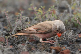 Trumpeter Finch (Bucanetes githagineus)