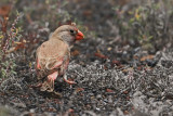 Trumpeter Finch (Bucanetes githagineus)