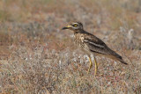 Eurasian Stone-Curlew (Burhinus oedicnemus ssp. insularum)