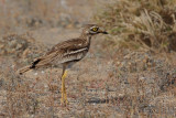 Eurasian Stone-Curlew (Burhinus oedicnemus ssp. insularum)