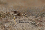 Eurasian Stone-Curlew (Burhinus oedicnemus ssp. insularum)